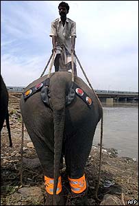 Elephant wearing reflectors