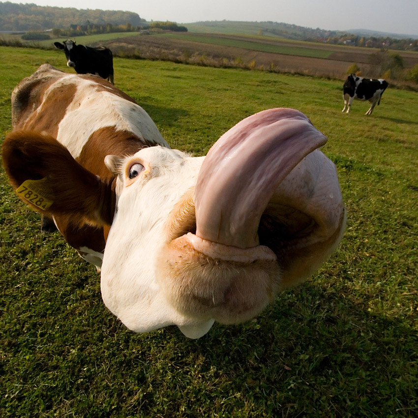 Long-tongued cow.