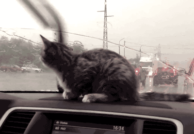 Kitten chasing windscreen wipers