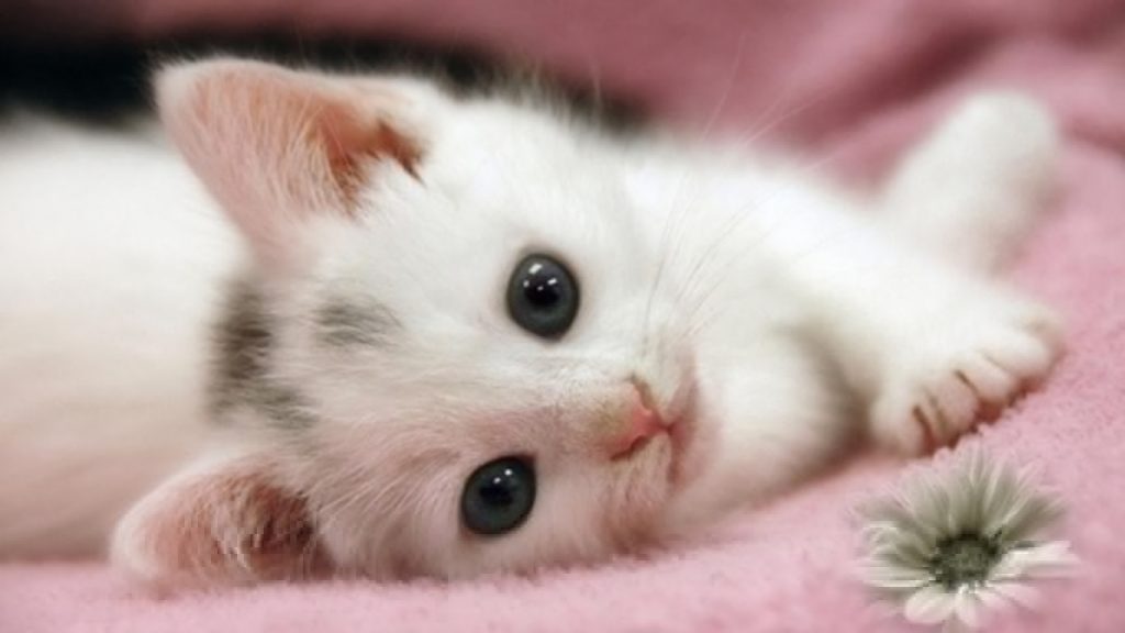 A kitten lying on its side.