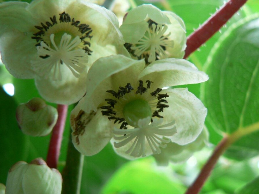 Kiwi Flowers Look Exactly Like Youd Dan Q 4915