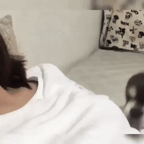 [Animated GIF] Puppy flumps onto a human.
