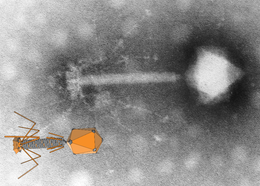 Electron microscope image of a bacteriophage alongside an illustration of the same.