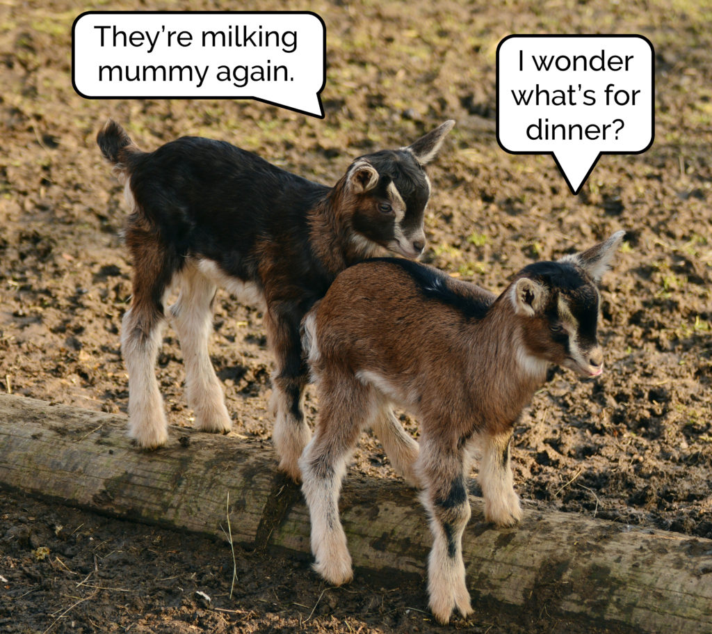 Two young goats talking. One observes that their mother is being milked. The other asks what's for dinner.