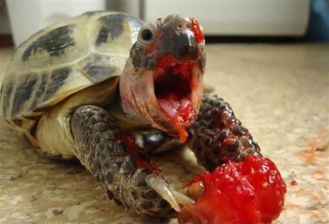 What Animals Eat Strawberries? 
