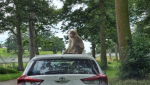 Monkey on roof of car.