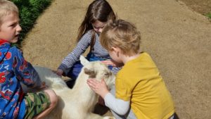 Children petting a goat.