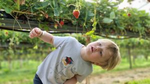 A boy inspects a strawberry on a vine.