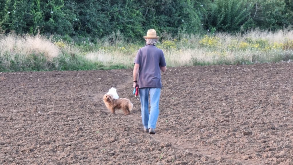 Dog walker in a recently turned-over field.