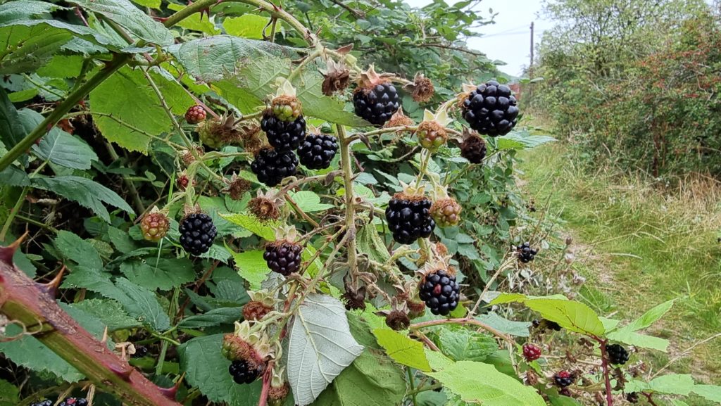 A crop of blackberries.