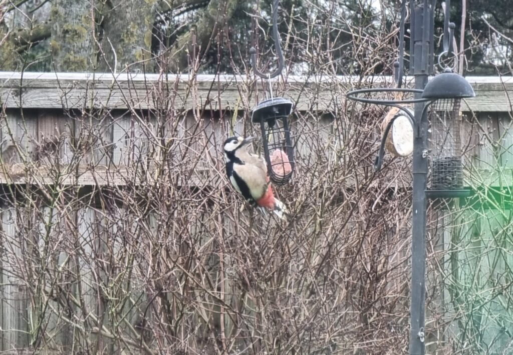 A greater spotted woodpecker hangs off a feeder cage with a fat/seed ball inside.