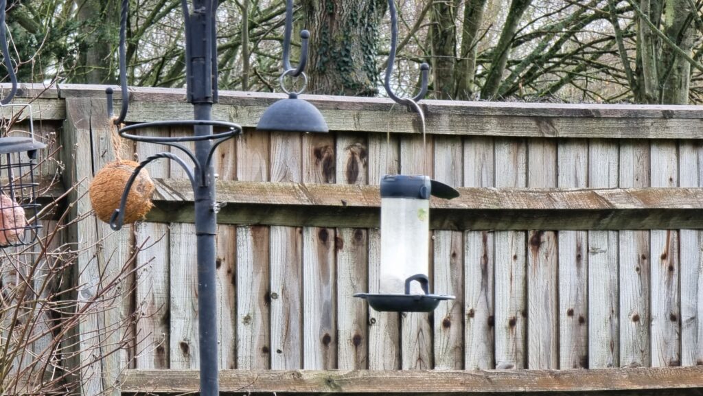 Bird feeder with a missing cage: only its lid continues to hang.