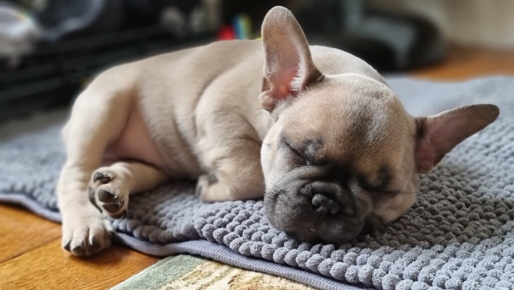 A French Bulldog puppy sound asleep on a doormat.
