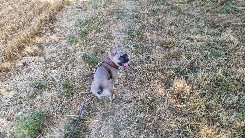 French Bulldog, with a purple lead running off the bottom of the picture, standing on a dirt track amongst parched grass and looking over her shoulde towards the camera.