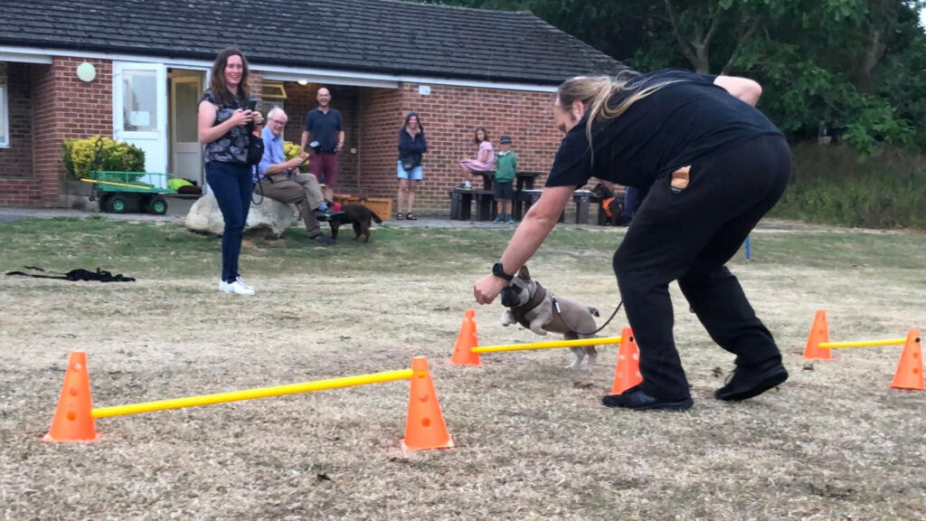 A crowd of humans and their dogs watches as Dan uses his finger to lead Demmy the dog through an agility course. She's mid-way through leaping over a yellow pole suspended between two mini traffic cones.