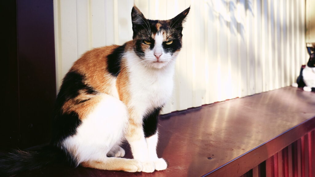 A calico cat on a red ledge against the white outside wall of a building, shadowed by leaves, stares into the camera with a grumpy half-closed-eyes look.