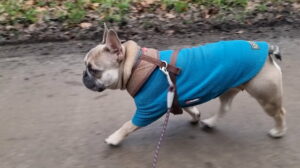 A champagne-coloured French Bulldog wearing a blue jacket trots happily along a muddy farm access road.