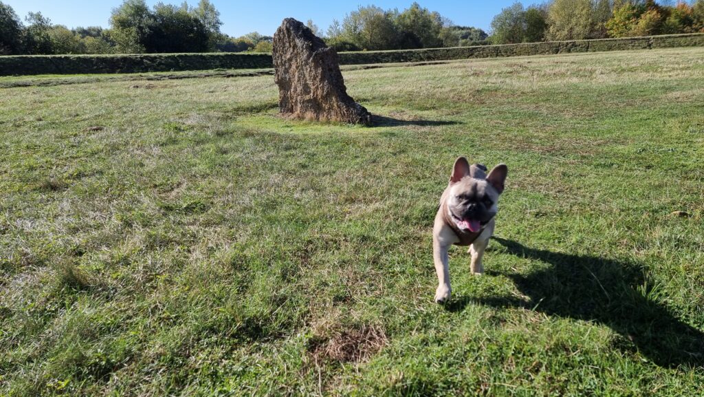 A French Bulldog runs towards the camera, her tongue hanging out, in a grassy field. Standing stones can be seen in the background, under a blue sky.