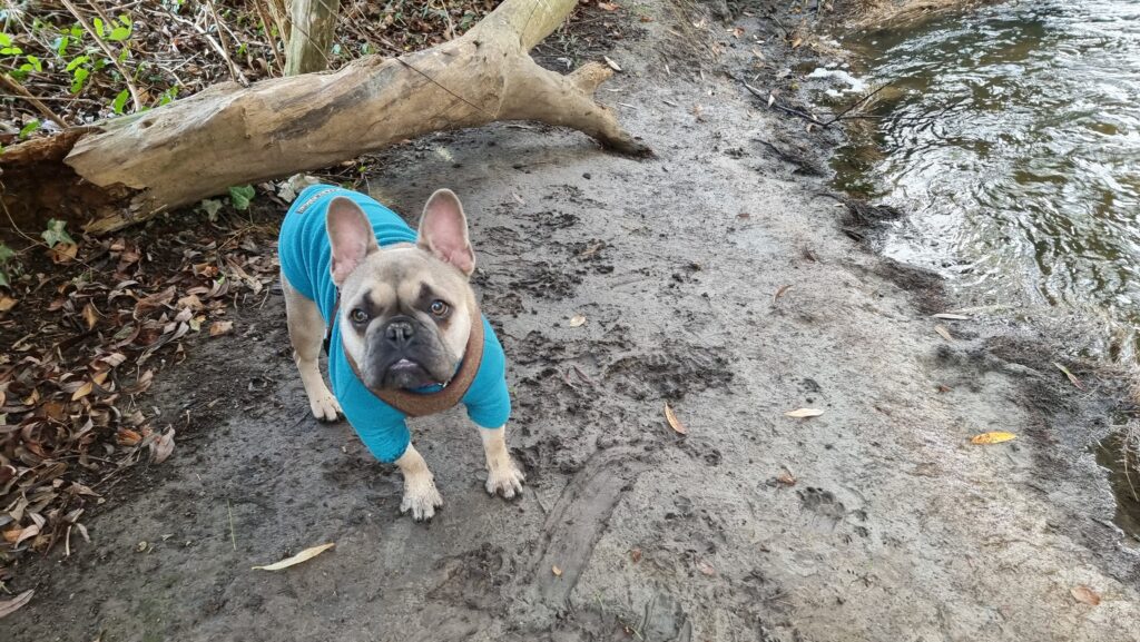 A French Bulldog in a blue jacket stands on a muddy riverbank amongst fallen trees and leaf litter. There are many canine footprints in the mud.