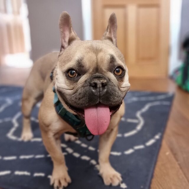 Young French Bulldog, standing, looking happy, tongue hanging out.
