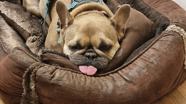 A sleepy French Bulldog lies on a soft dog bed with her tongue sticking entirely out, lying on a pillowy edge.