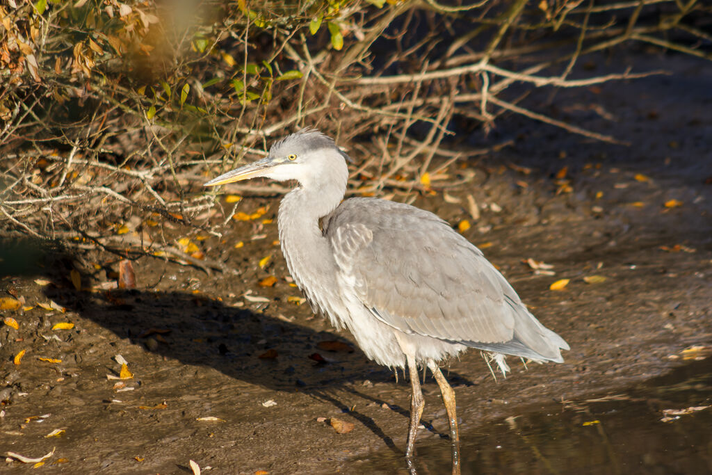 [Article] Fake Herons