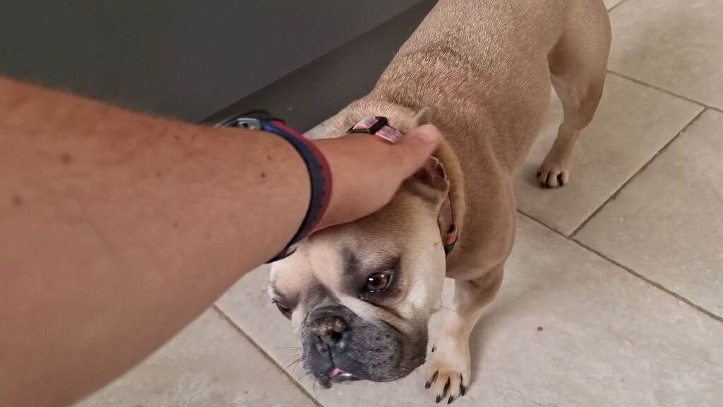 [Video] The Commute (Chicory House Edition)