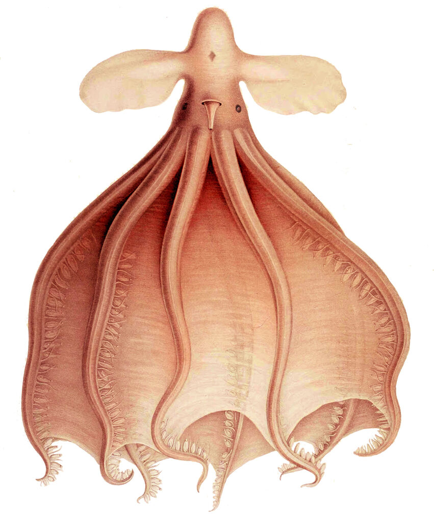 [Article] Wikipedia @ 25: Cirrothauma Murrayi