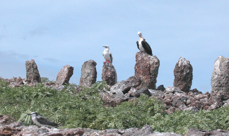 [Article] Wikipedia @ 25: Necker Island