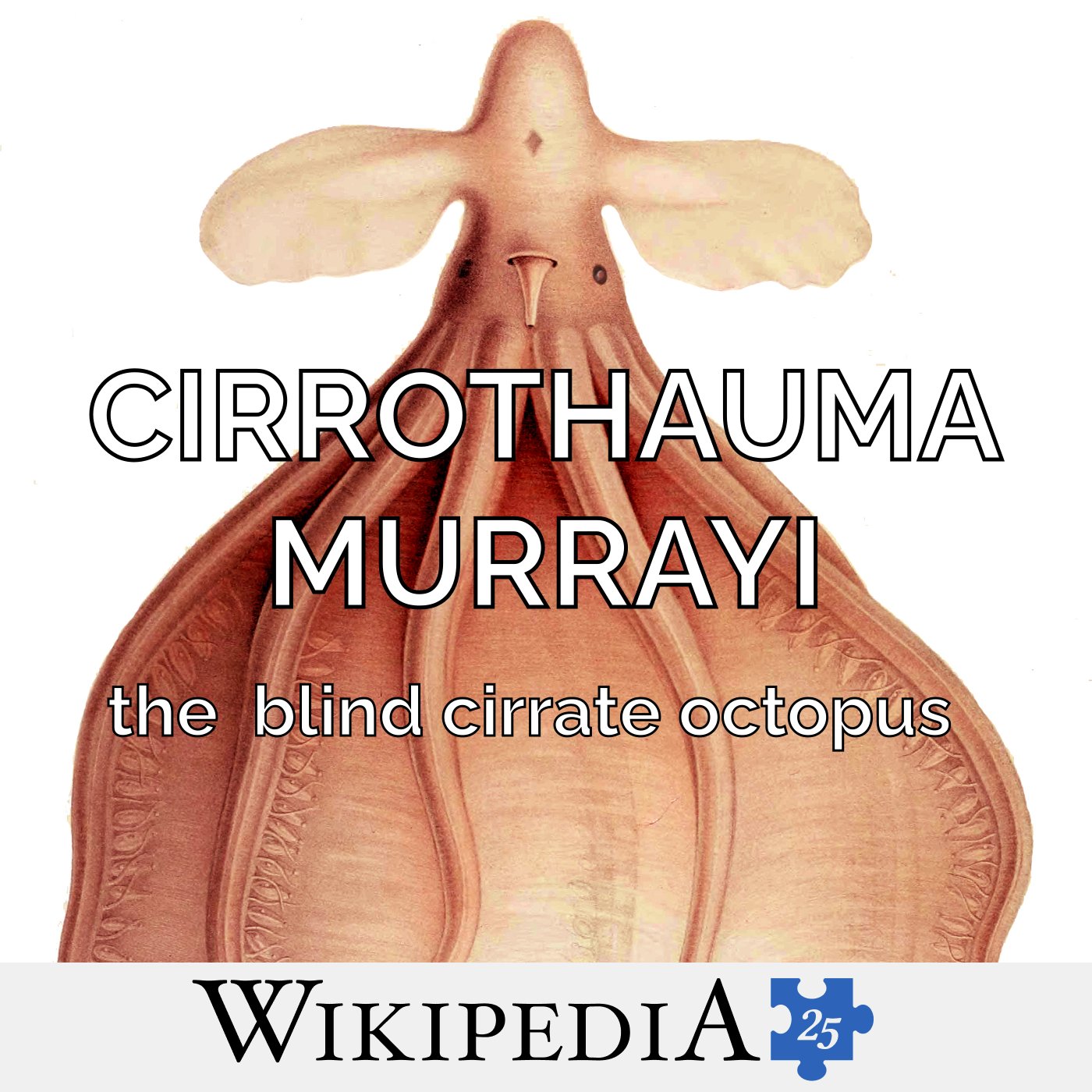 Wikipedia @ 25: Cirrothauma Murrayi episode artwork