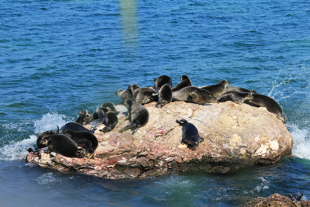 [Article] Wikipedia @ 25: Lake Baikal