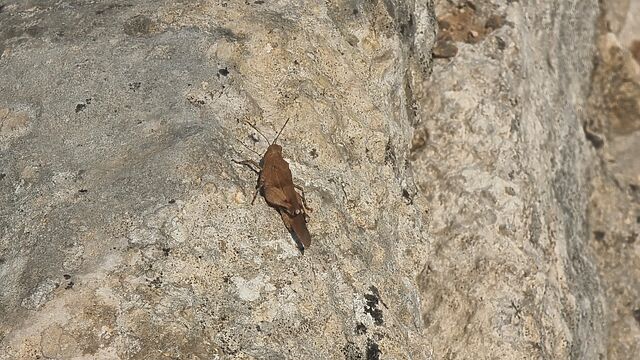 A cricket sits on a rock.